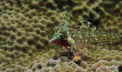 dragonet,wakatobi 2004,nikon f90x+105mm by Marco Wannenmacher 